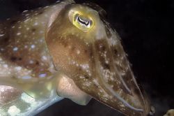 Cuttlefish portrait from Mabul. Nikon D70, 105mm lens & I... by Beverly Speed 